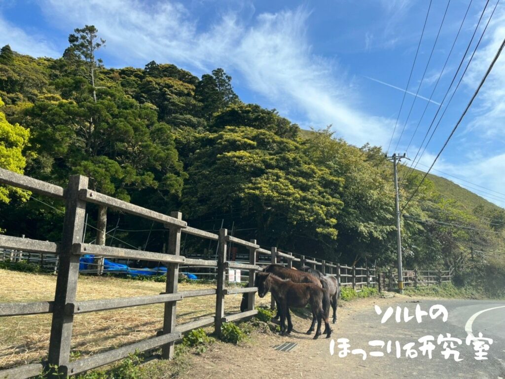 都井岬の道路に４頭の馬がいる様子。