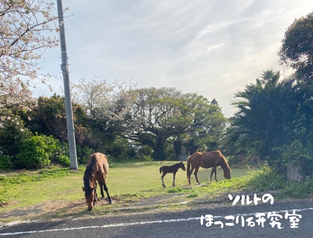 都井岬で２０２２年４月６日に見つけた、仔馬と母馬が一緒にいる様子。