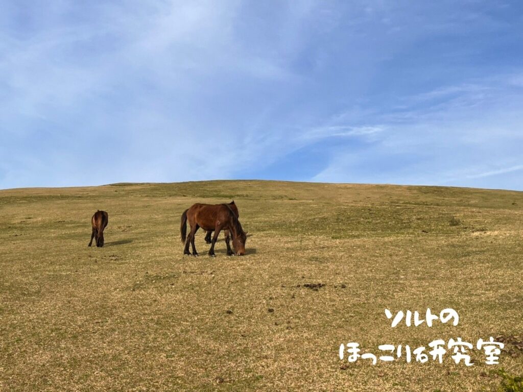 青空の下、急こう配な都井岬小松ヶ丘で草を食む御崎馬の様子。