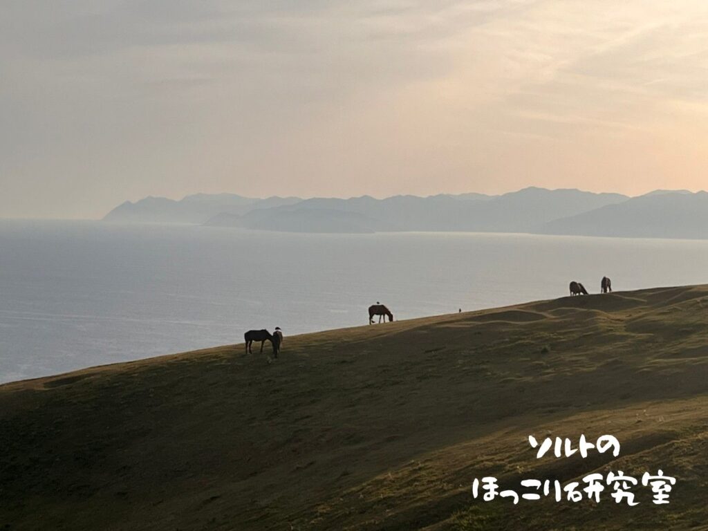 夕焼けに照らされた海を背景に、都井岬小松ヶ丘の御崎馬の背中にカラスがとまっている様子。