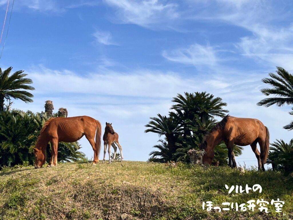 都井岬パカラパカに来た母馬と仔馬が草を食む様子。